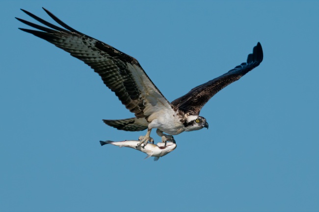 苏珊米勒  每日星座运势2.2