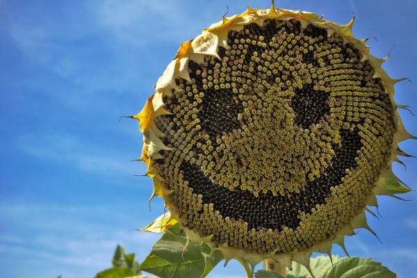 冷门且好听的公司名字 国学底蕴的公司名字