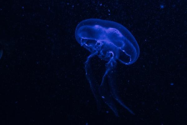 2023年金牛座婚姻运6月运程详解  惊喜连连  　　