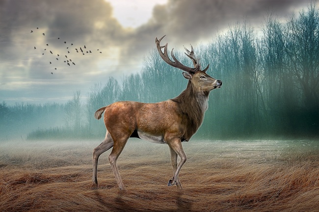 苏珊米勒 每日星座运势2.6