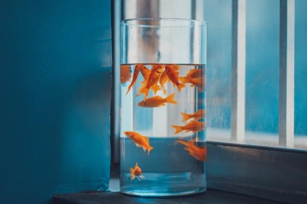 百变巫女 12星座运势2.6-2.12