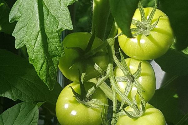 关于元宵节的佳句2023年 唯美祝福语录