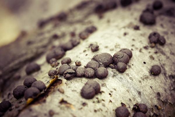 2023属兔是什么命金木水火土 命运怎么样