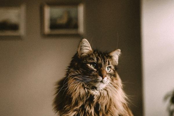 判答 天蝎座本周2.6-2.12运势解读来啦！