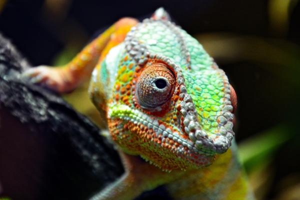 闹闹女巫 2023年春最容易脱单的星座