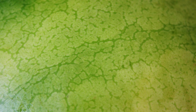 狮子座2023年6月婚姻运走向 附上提运方法  　　