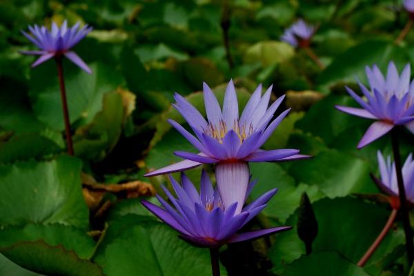 有关元宵节的古诗词 简短的古诗大全