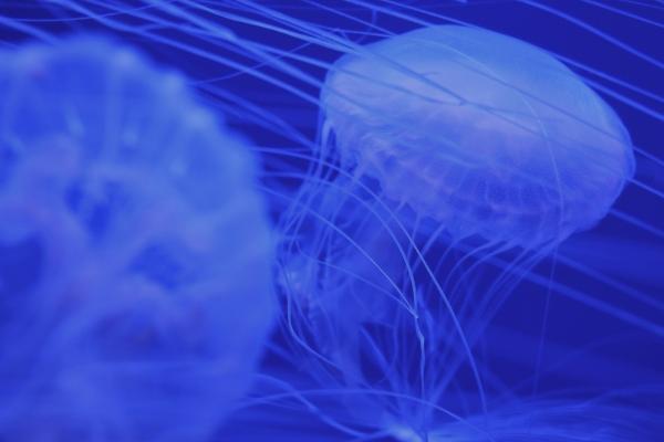 今年正月十五日能不能刨腹产生孩子 2023年正月十五几点生孩子好