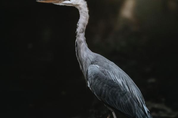 闹闹女巫 12星座今日运势0207