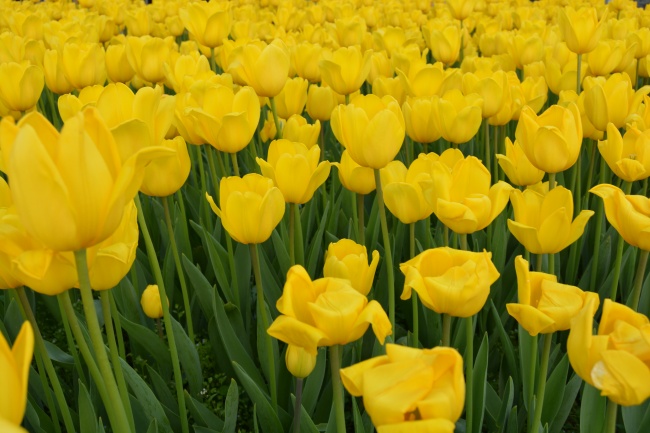 苏珊米勒 每日星座运势2.7