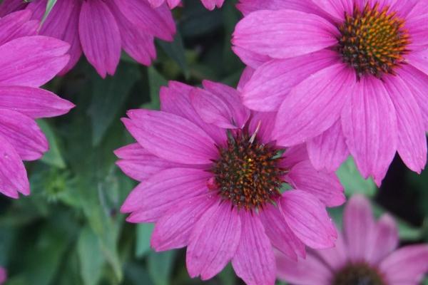 射手座女2023年感情运势如何，射手女的最佳婚配是谁