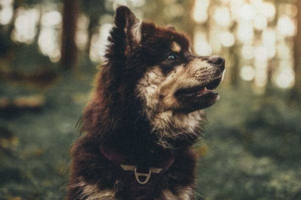 2023年至2025双鱼座运势，双鱼座未来2年运势如何