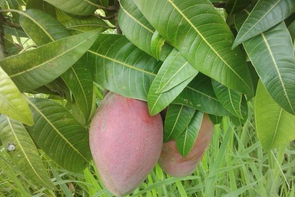 壬水命身弱发富条件 壬水命好不好