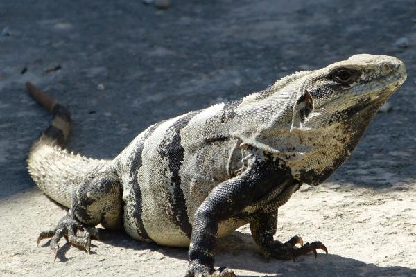 2023年摩羯座提运指南7月详解 调整好自身状态