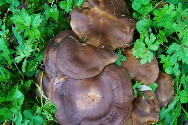 2023年3月31日可以举办婚礼吗 今日结婚可否美景下降发光辉