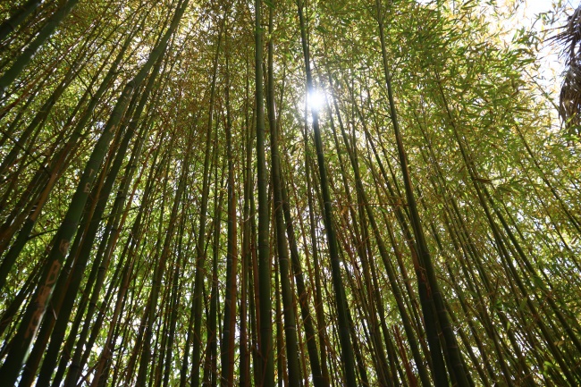 苏珊米勒  每日星座运势2.9