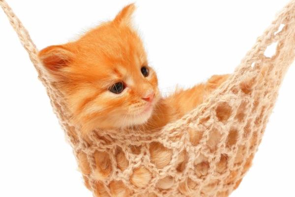 2023必脱单的日柱 把握机会 遇见正缘