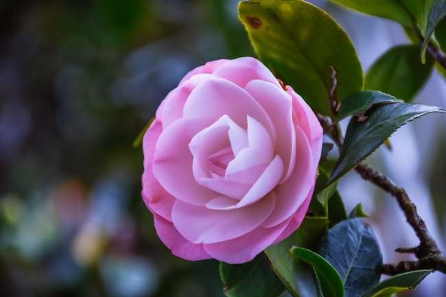 公司霸气又聚财的名字大全 发财又吉祥的公司名字