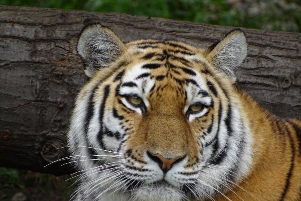 闹闹女巫  越动荡，越能干出一番大事业的星座