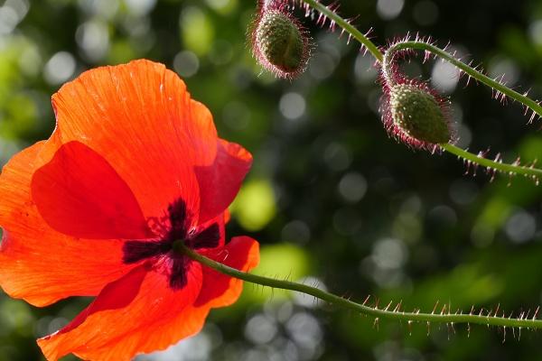 属兔开公司用什么名字好 公司起名字参考大全