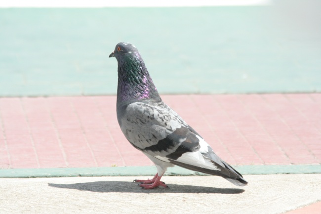 双子座2023年婚姻运8月情况 处于极端进退两难