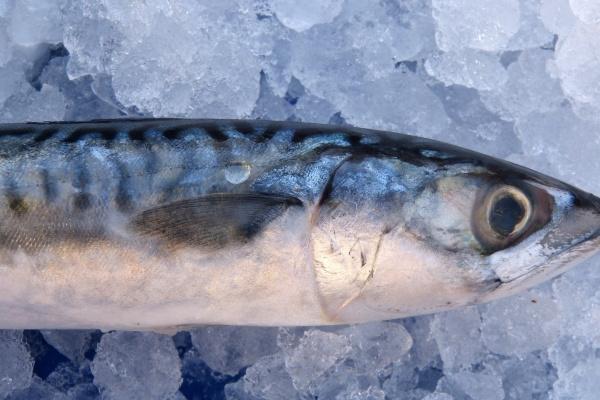 狮子座2023年6月提运指南 尊重别人多一些