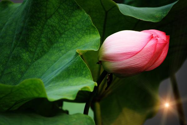 双子座2023年提运指南6月情况 爱情运怎么提升