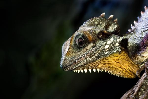 苏珊米勒  每日星座运势2.10