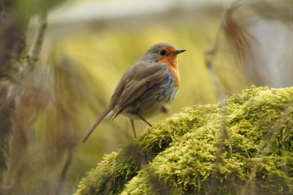 甲辰日柱2023年运势 财运一般但有桃花运