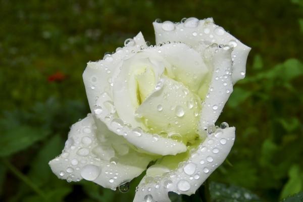 水瓶座2023年婚姻运8月情况 没有波澜顺顺利利