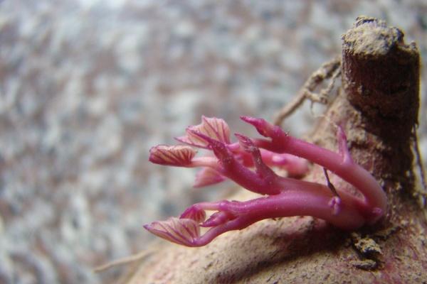 生辰八字查询:2023年农历二月十八出生八字是什么