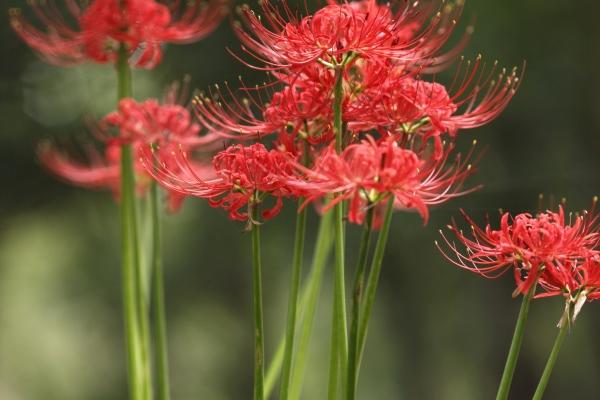 天蝎女有多让男人疯狂 天秤男跪舔天蝎女