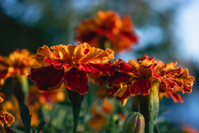 2023年追回旧爱的星座男 赤诚之心终会打动前任