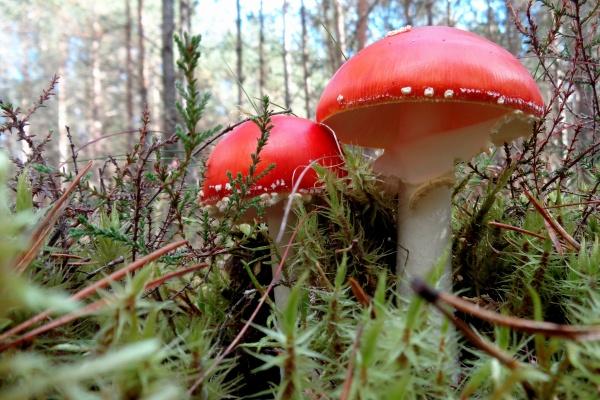 2023年4月10日是婚礼宴请大吉日吗 今日结婚能否鸾凤和鸣兮珠联璧合