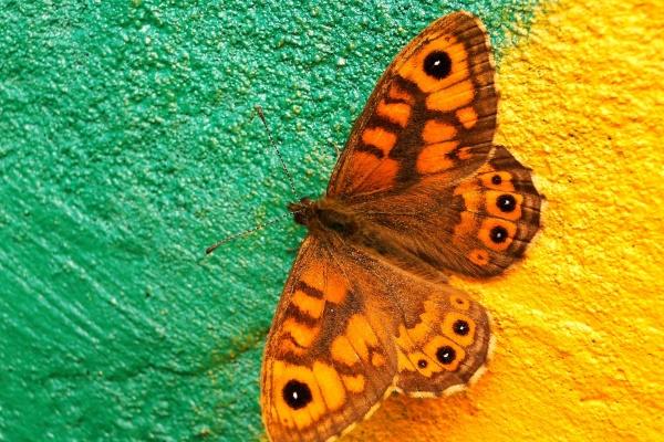 比肩在八字中代表什么