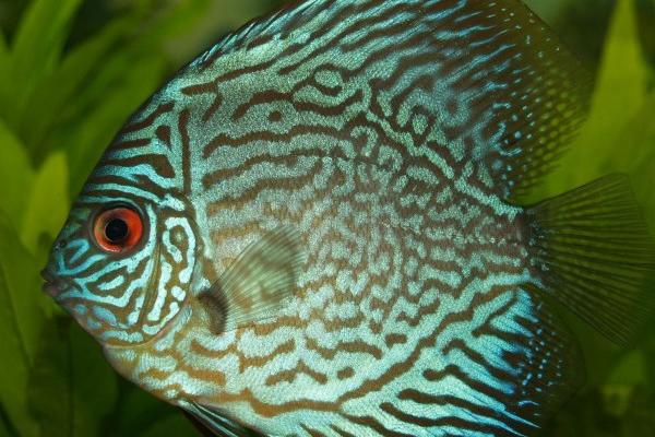 最闷骚的三大星座，越不理你就越爱你