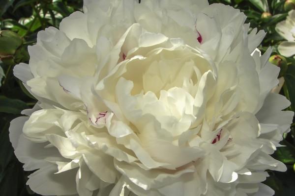 狮子座撒谎时啥模样？声音突然变大