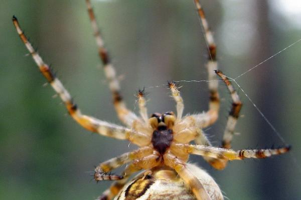 2023年4月3日搬家好吗 今日搬家能否门前翠柳舞春风