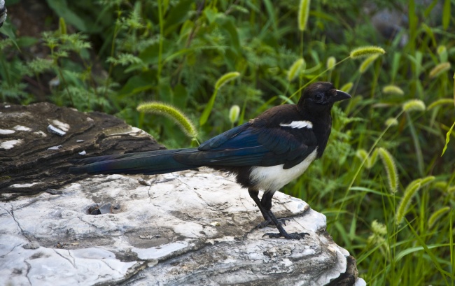 2023年3月16日出生的宝宝八字查询 下等坐偏印则富于心计