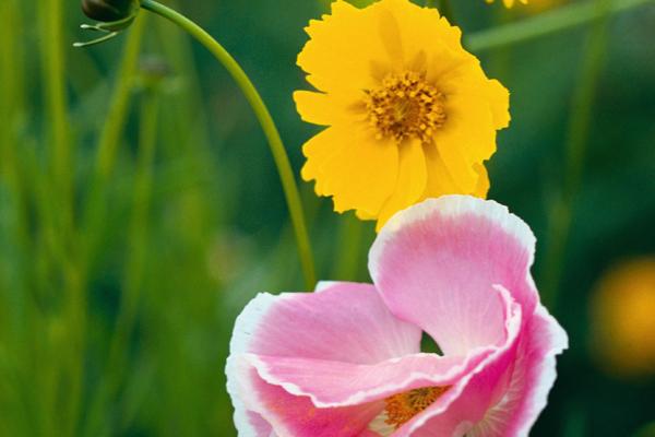 天秤座2023年爱情运11月情况  不是太理想  　　