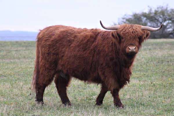 金牛女分别是什么气质美人 高贵气质