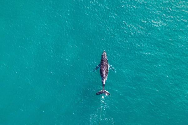 唐立淇  金海双鱼星象，12星座要注意什么？