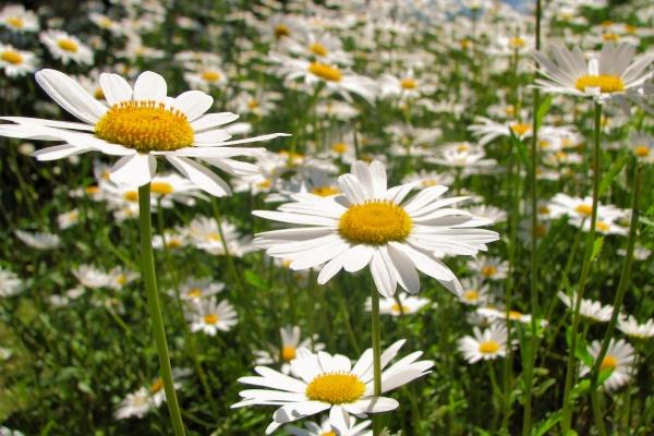 2023年摩羯座婚姻运10月运程详解  值得期待  　　