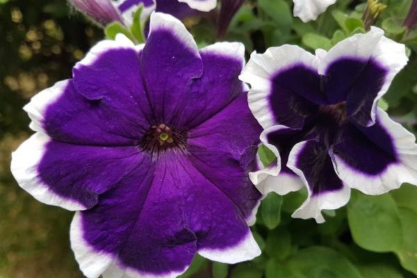 2023年处女座桃花运9月运程详解 符合期待