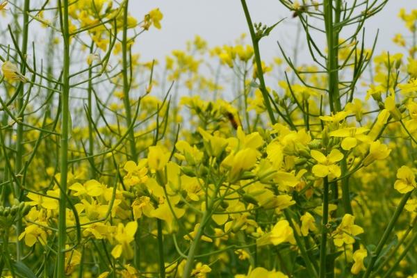 天秤座2023年桃花运9月情况  发展趋势