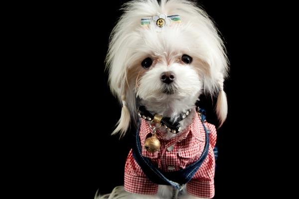 属兔的几点出生最命苦 倔强固执命运坎坷成功不易