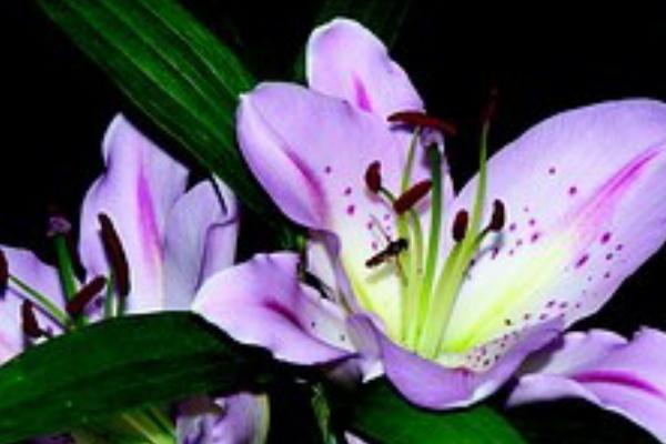 2023年4月14日结婚好吗 今日结婚是否好合良俦无尽福