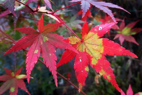 射手座2023年9月桃花运走向 值得期待
