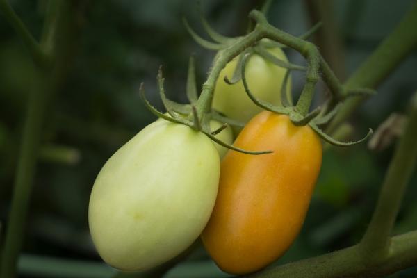 日柱戊辰男命壬子时生 戊辰日柱的男命分析