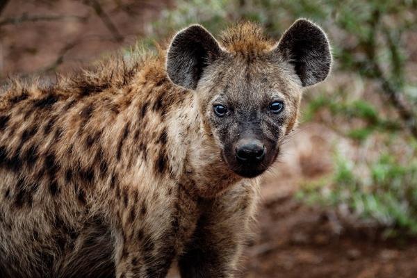 日柱戊辰男命是比肩咋样 戊辰日柱的上等命分析